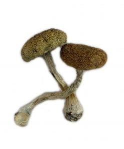 Buy Mexican Cubensis Online