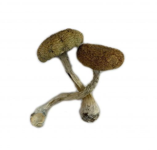 Buy Mexican Cubensis Online