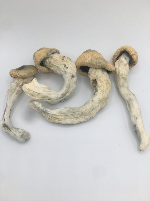 Penis Envy mushroom scaled