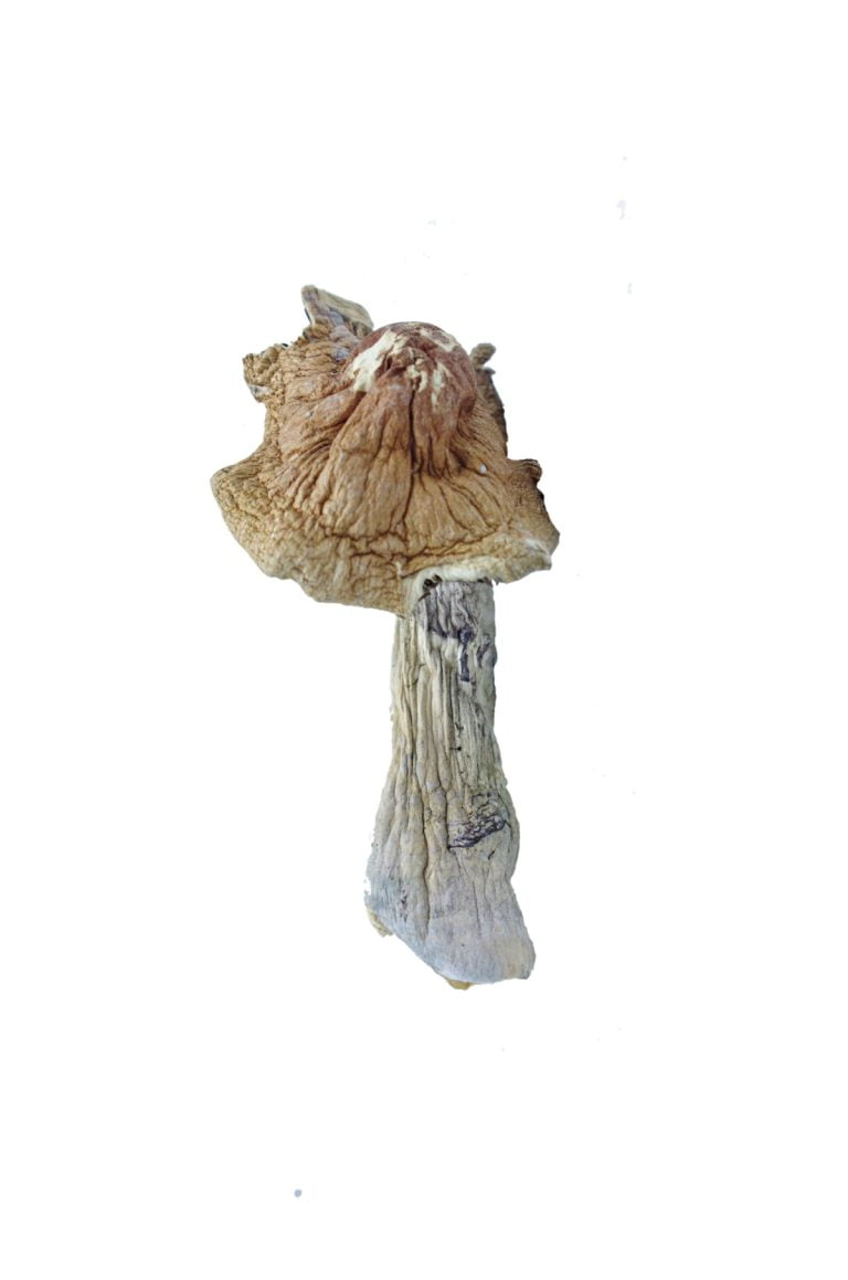 Buy Tidal Wave Magic Mushrooms Canada Bliss Herbals