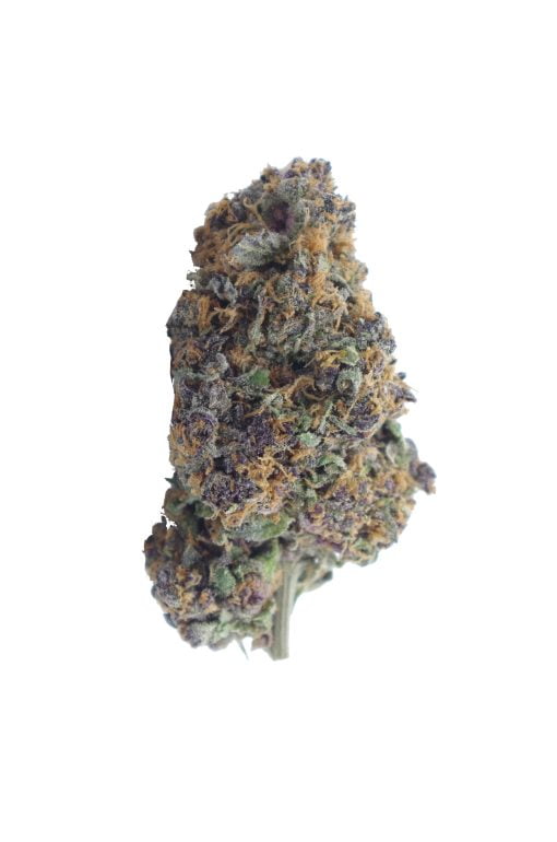purple tangie bud scaled