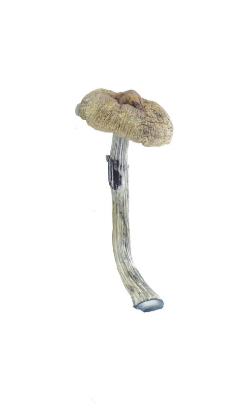 Huatla Magic Mushrooms