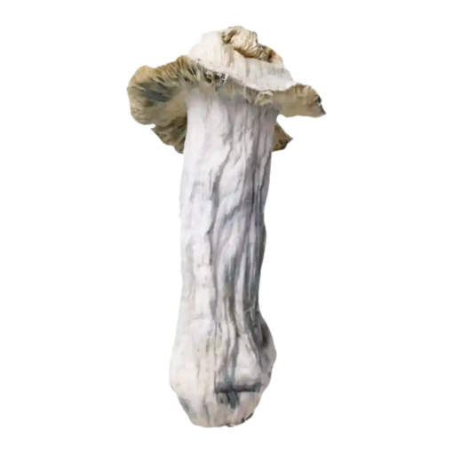Shakti Mushrooms