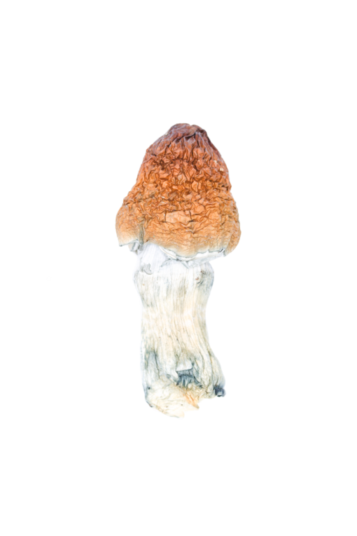 Blue Pulaski Mushroom