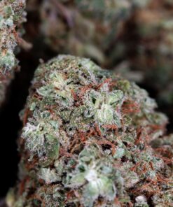 Buy Super Lemon Haze Online